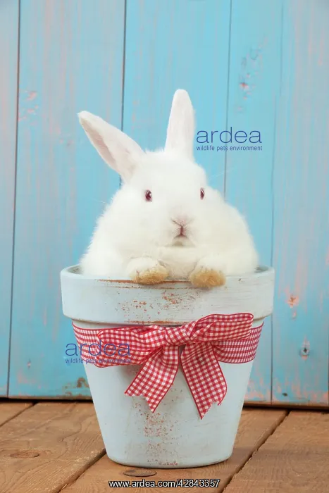 : RABBIT - Mini Ivory Satin Rabbit - sitting in flower pot : RABBIT - Mini Ivory Satin Rabbit - sitting in flower pot