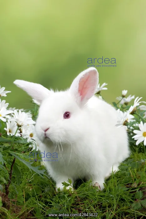 : RABBIT - Mini Ivory Satin Rabbit - sitting in flowers : RABBIT - Mini Ivory Satin Rabbit - sitting in flowers