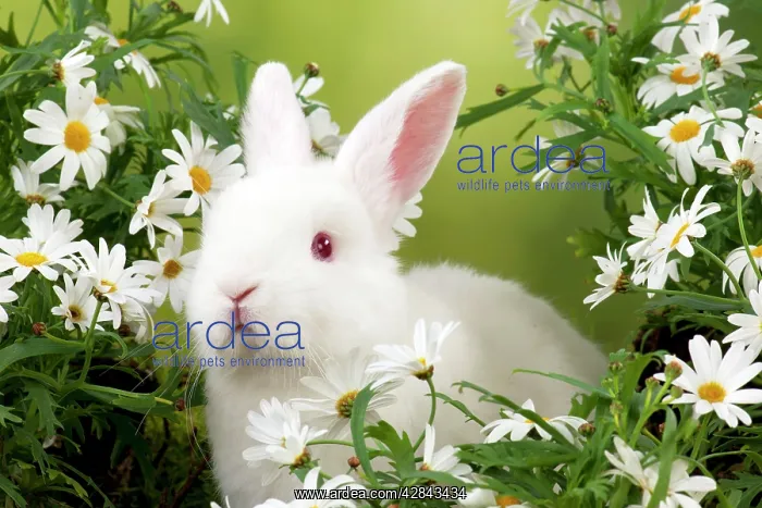 : RABBIT - Mini Ivory Satin Rabbit - sitting in flowers : RABBIT - Mini Ivory Satin Rabbit - sitting in flowers