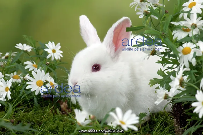 : RABBIT - Mini Ivory Satin Rabbit - sitting in flowers : RABBIT - Mini Ivory Satin Rabbit - sitting in flowers