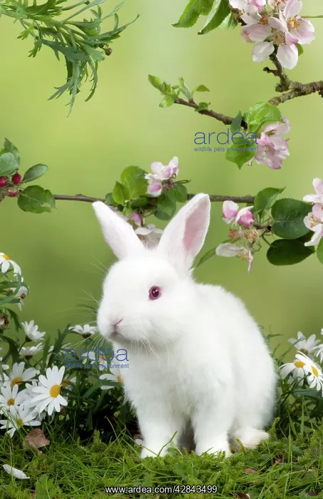 : RABBIT - Mini Ivory Satin Rabbit - sitting in flowers : RABBIT - Mini Ivory Satin Rabbit - sitting in flowers