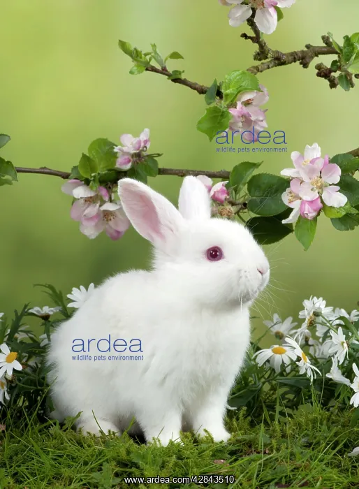 : RABBIT - Mini Ivory Satin Rabbit - sitting in flowers : RABBIT - Mini Ivory Satin Rabbit - sitting in flowers