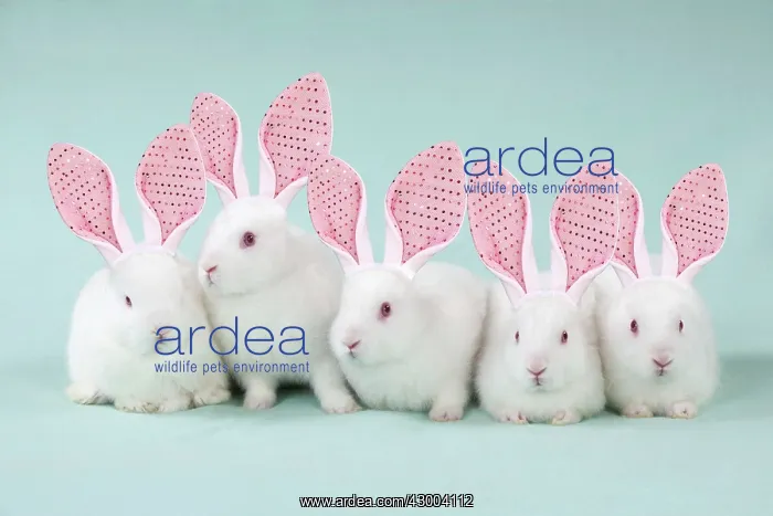 : RABBIT - Mini ivory satin rabbits sitting in : RABBIT - Mini ivory satin rabbits sitting in