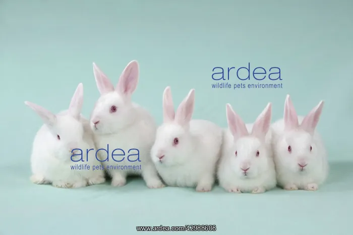  : RABBIT - Mini ivory satin rabbits sitting in a row