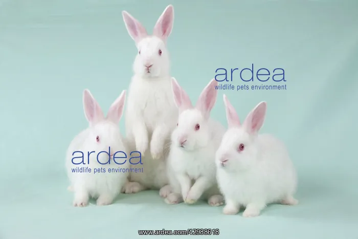  : RABBIT - Mini ivory satin rabbits sitting in a row