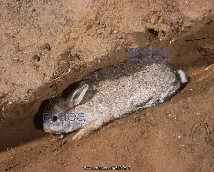 : RABBIT - Moving down cut-away burrow : RABBIT - Moving down cut-away burrow