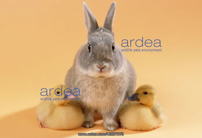  : Rabbit - with Muscovy Ducklings