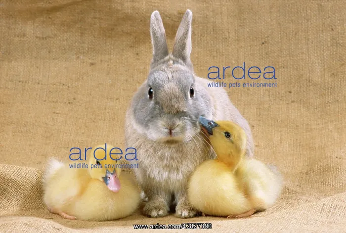  : Rabbit - with Muscovy ducklings