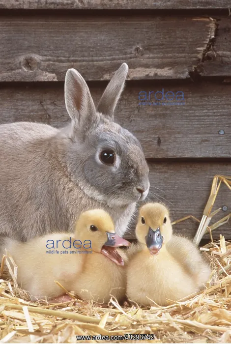 : RABBIT - & Muscovy ducklings, quacking : RABBIT - & Muscovy ducklings, quacking