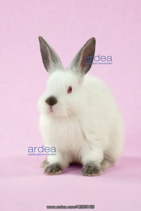 : RABBIT - Netherland dwarf himalayan baby rabbit : RABBIT - Netherland dwarf himalayan baby rabbit