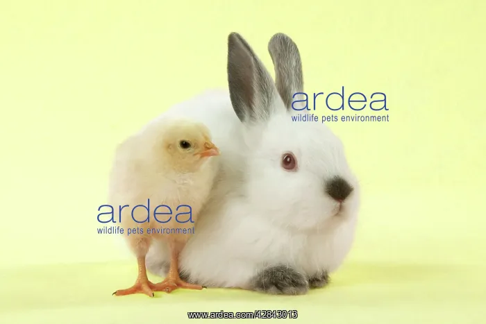 : RABBIT - Netherland dwarf himalayan baby rabbits : RABBIT - Netherland dwarf himalayan baby rabbits