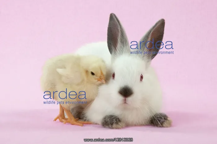 : RABBIT - Netherland dwarf himalayan baby rabbits