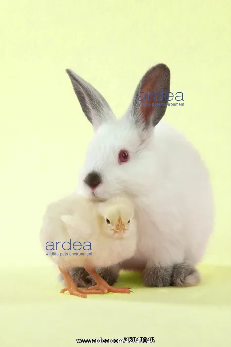 : RABBIT - Netherland dwarf himalayan baby rabbits : RABBIT - Netherland dwarf himalayan baby rabbits