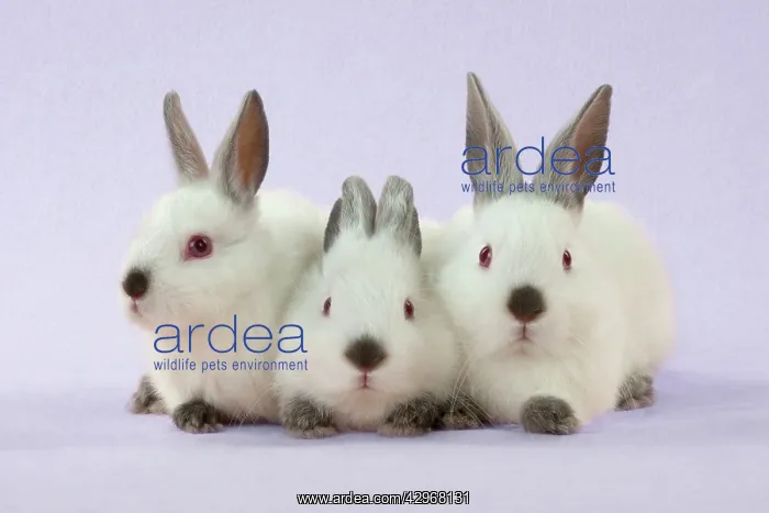 : RABBIT - Netherland dwarf himalayan baby rabbits : RABBIT - Netherland dwarf himalayan baby rabbits