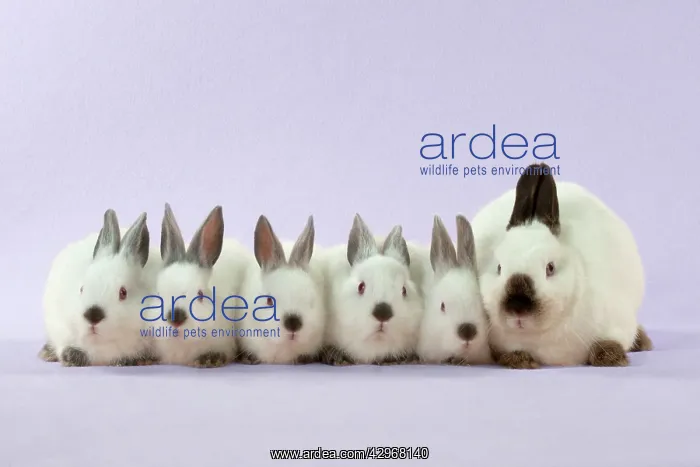 : RABBIT - Netherland dwarf himalayan baby rabbits : RABBIT - Netherland dwarf himalayan baby rabbits