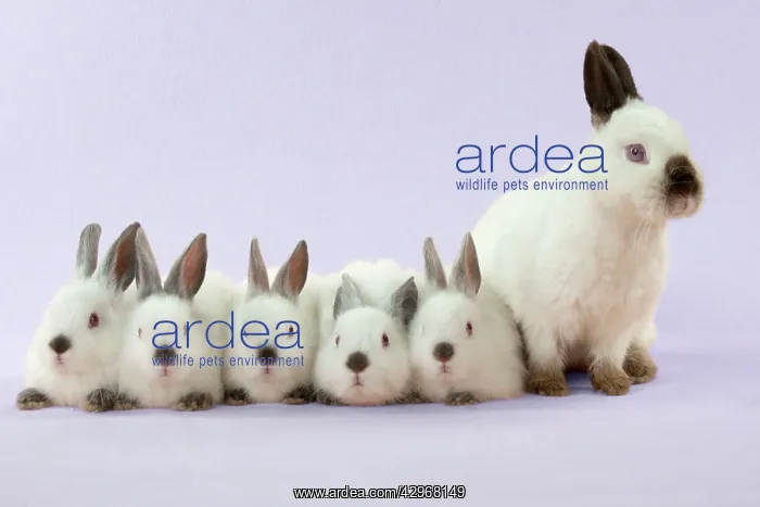 : RABBIT - Netherland dwarf himalayan baby rabbits : RABBIT - Netherland dwarf himalayan baby rabbits