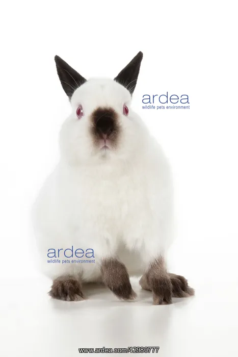 : RABBIT - Netherland dwarf himalyan : RABBIT - Netherland dwarf himalyan