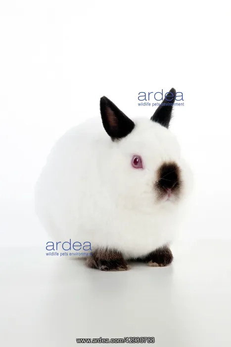 : RABBIT - Netherland dwarf himalyan : RABBIT - Netherland dwarf himalyan