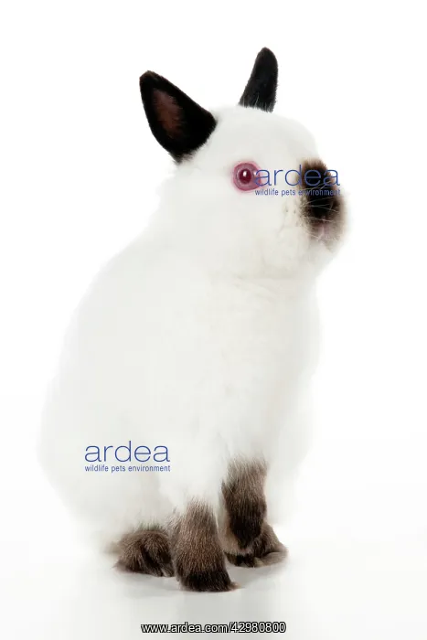 : RABBIT - Netherland dwarf himalyan : RABBIT - Netherland dwarf himalyan