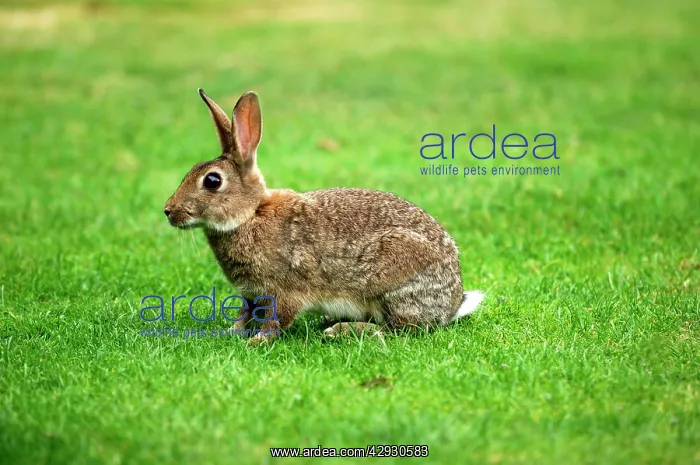 : RABBIT - in open meadowland, August : RABBIT - in open meadowland, August
