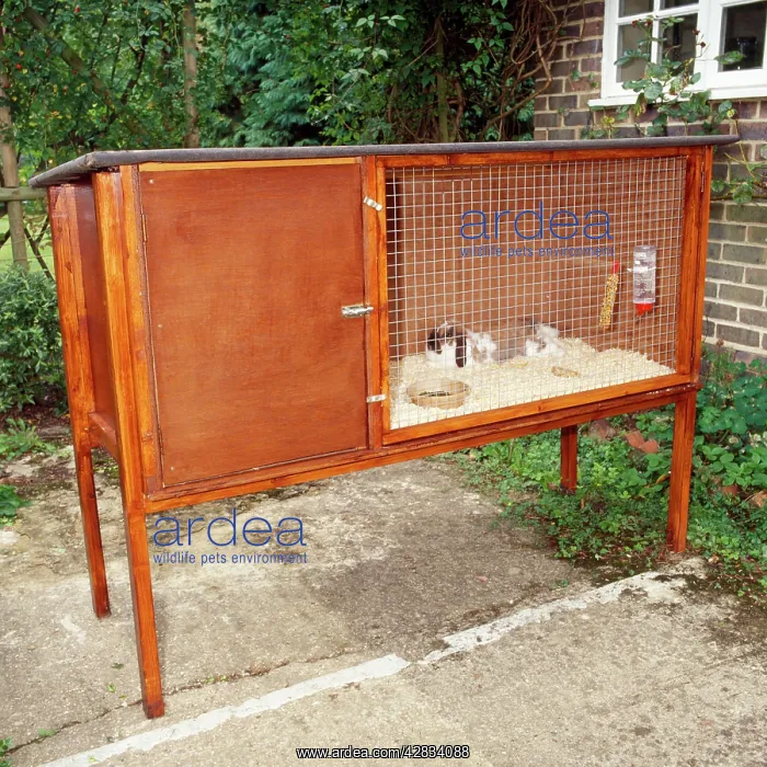 : RABBIT - in outdoor hutch : RABBIT - in outdoor hutch