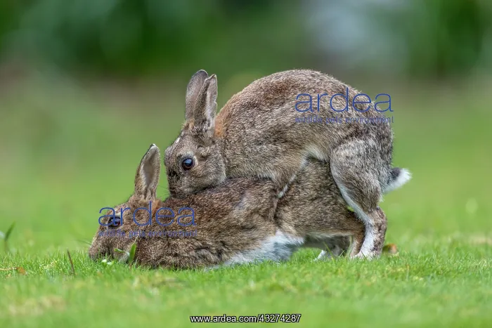: Rabbit - Pair Mating - UK : Rabbit - Pair Mating - UK