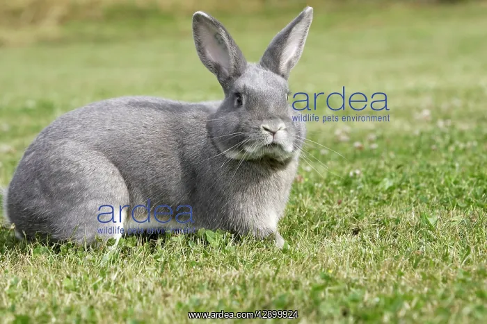 : Rabbit - Perl Feh / Parelfeh Breed - originated in Germany : Rabbit - Perl Feh / Parelfeh Breed - originated in Germany