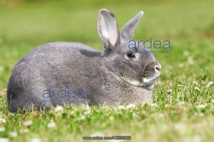 : Rabbit - Perl Feh / Parelfeh Breed - originated in Germany : Rabbit - Perl Feh / Parelfeh Breed - originated in Germany