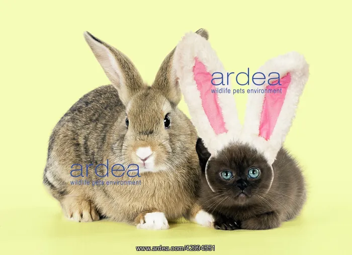 : Rabbit, Pet rabbit ( agouti ) with asian kitten : Rabbit, Pet rabbit ( agouti ) with asian kitten