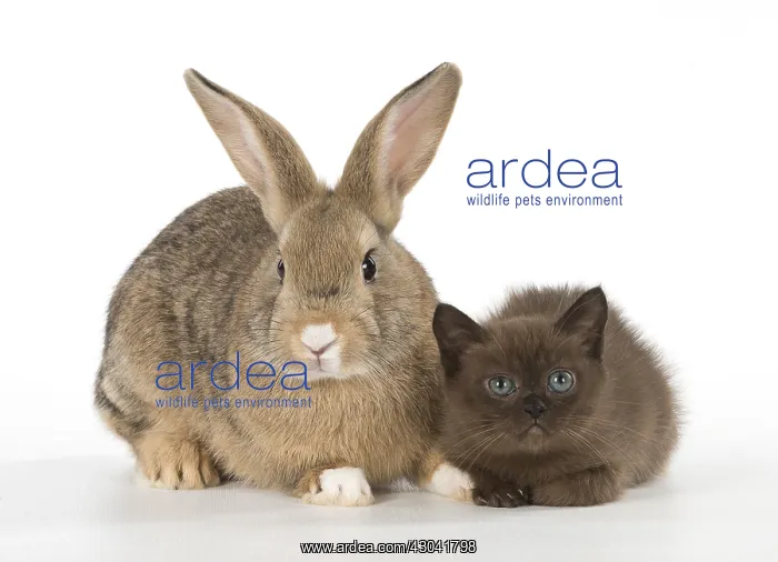 : Rabbit, Pet rabbit ( agouti ) with asian kitten : Rabbit, Pet rabbit ( agouti ) with asian kitten
