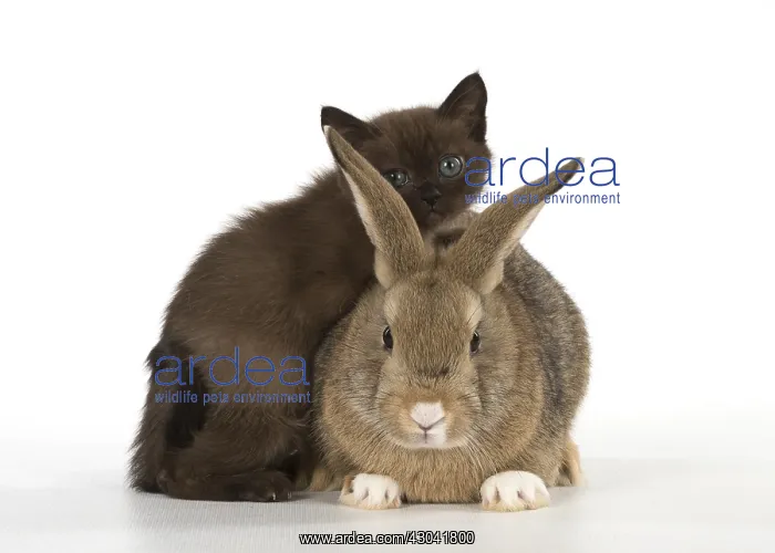 : Rabbit, Pet rabbit ( agouti ) with asian kitten : Rabbit, Pet rabbit ( agouti ) with asian kitten