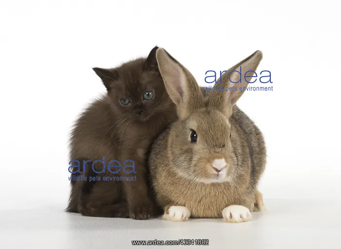 : Rabbit, Pet rabbit ( agouti ) with asian kitten : Rabbit, Pet rabbit ( agouti ) with asian kitten