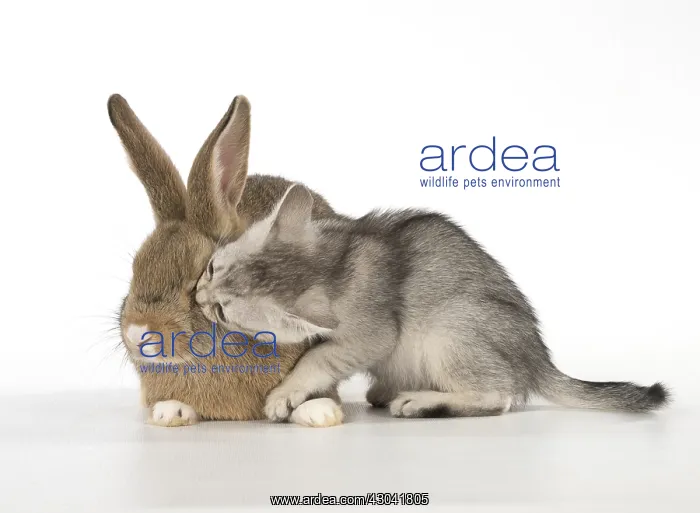 : Rabbit, Pet rabbit ( agouti ) with Burmilla kitten : Rabbit, Pet rabbit ( agouti ) with Burmilla kitten