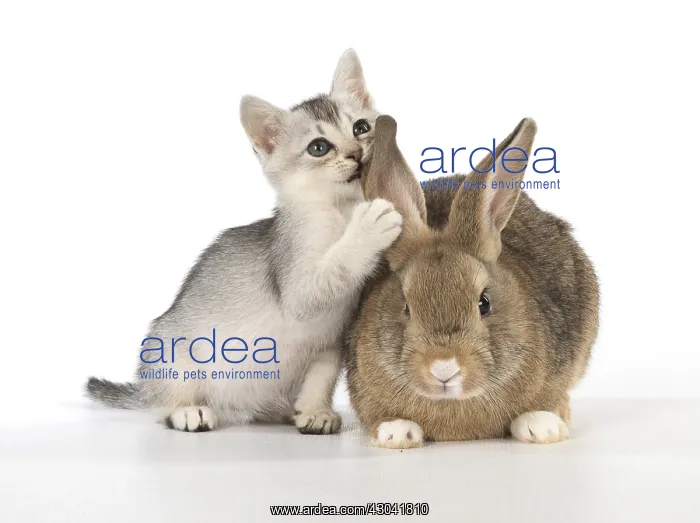  : Rabbit, Pet rabbit ( agouti ) with Burmilla kitten