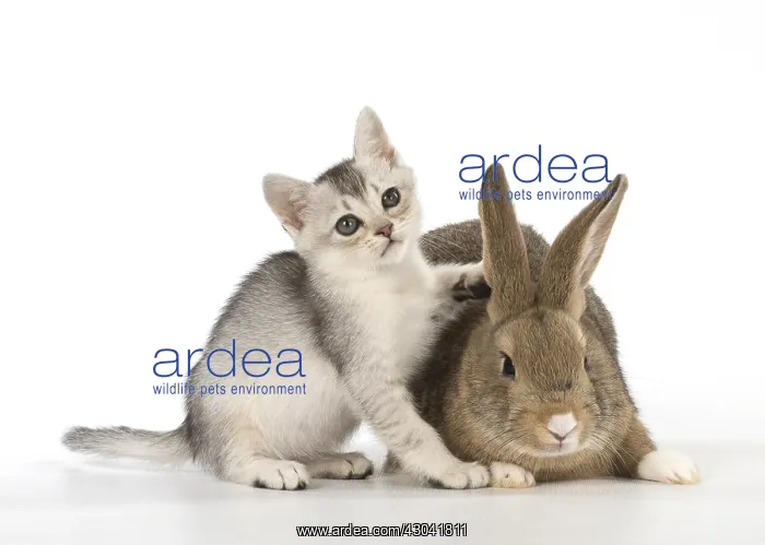 : Rabbit, Pet rabbit ( agouti ) with Burmilla kitten : Rabbit, Pet rabbit ( agouti ) with Burmilla kitten