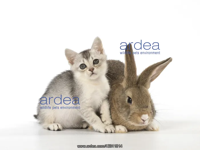  : Rabbit, Pet rabbit ( agouti ) with Burmilla kitten