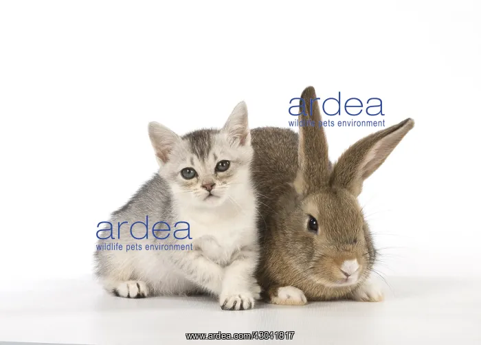 : Rabbit, Pet rabbit ( agouti ) with Burmilla kitten : Rabbit, Pet rabbit ( agouti ) with Burmilla kitten