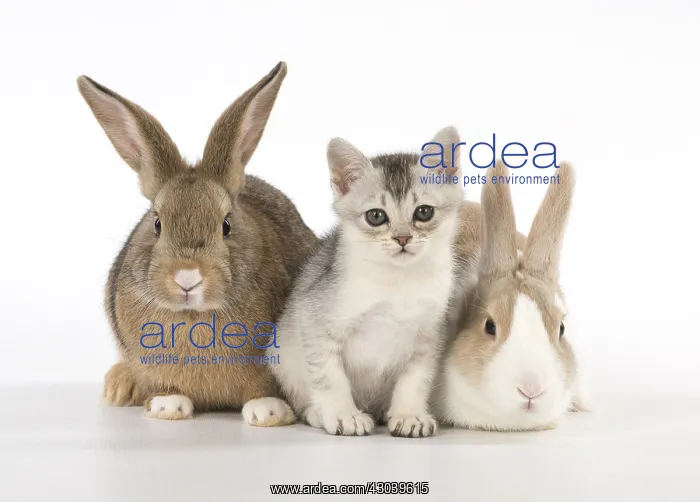  : Rabbit, Pet rabbits ( agouti ) & Dutch with