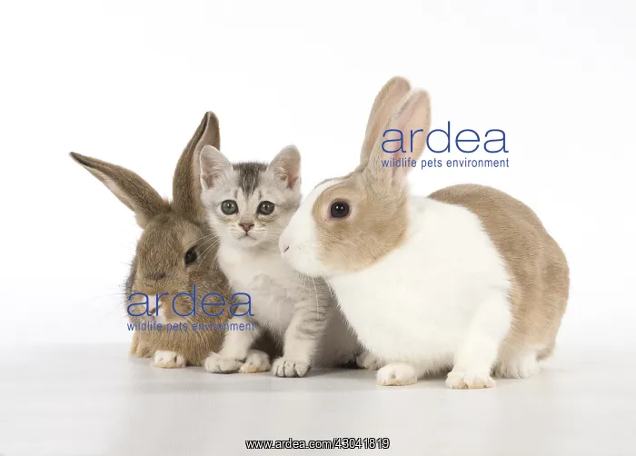  : Rabbit, Pet rabbits ( agouti ) & Dutch with
