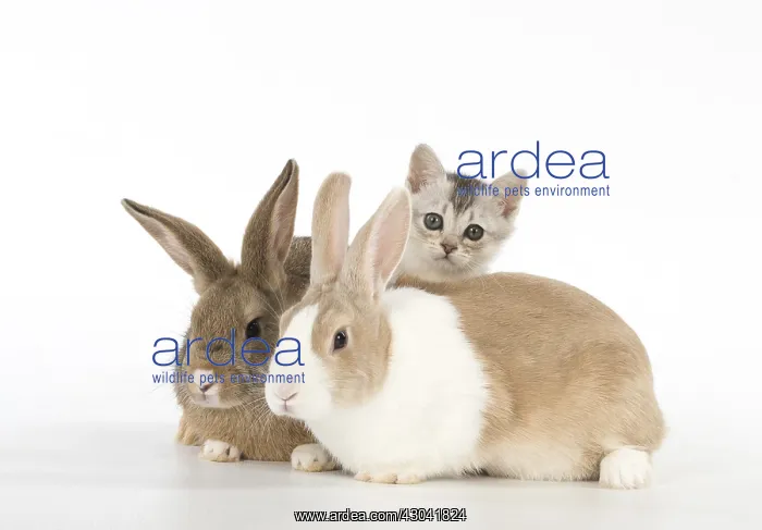 : Rabbit, Pet rabbits ( agouti ) & Dutch with : Rabbit, Pet rabbits ( agouti ) & Dutch with
