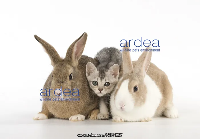 : Rabbit, Pet rabbits ( agouti ) & Dutch with : Rabbit, Pet rabbits ( agouti ) & Dutch with
