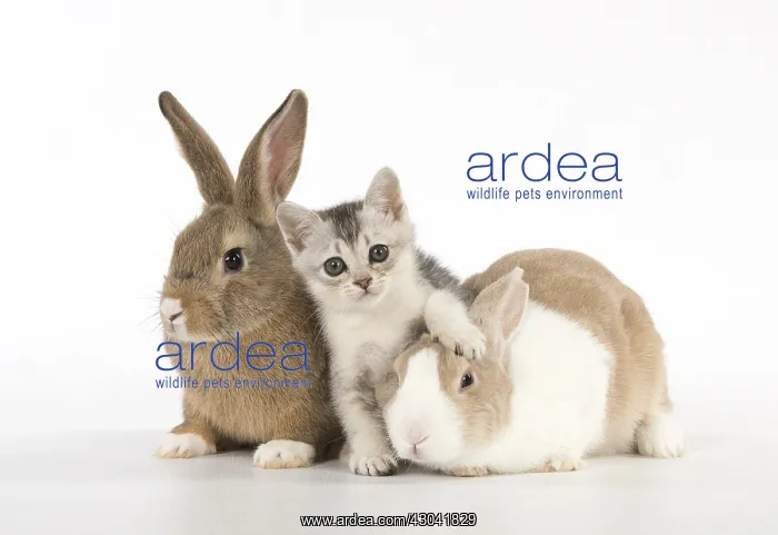: Rabbit, Pet rabbits ( agouti ) & Dutch with : Rabbit, Pet rabbits ( agouti ) & Dutch with