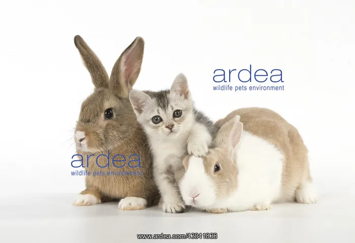 : Rabbit, Pet rabbits ( agouti ) & Dutch with : Rabbit, Pet rabbits ( agouti ) & Dutch with