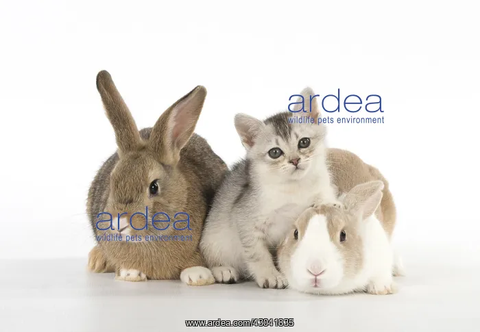 : Rabbit, Pet rabbits ( agouti ) & Dutch with : Rabbit, Pet rabbits ( agouti ) & Dutch with