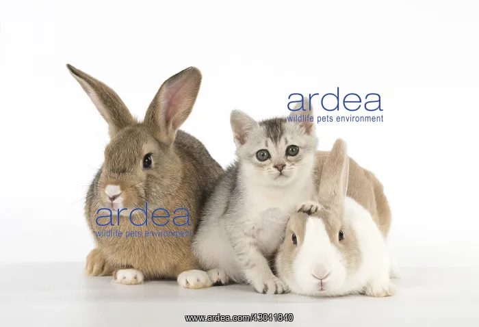 : Rabbit, Pet rabbits ( agouti ) & Dutch with : Rabbit, Pet rabbits ( agouti ) & Dutch with