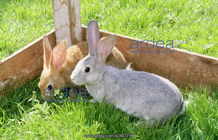  : Rabbit - two pets in garden