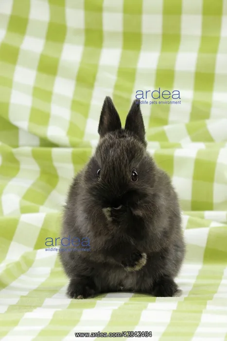  : RABBIT. Rabbit with paw over mouth