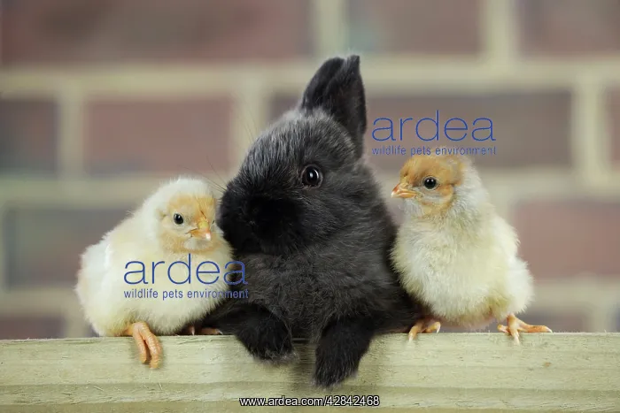  : RABBIT. Rabbit sitting between two chicks