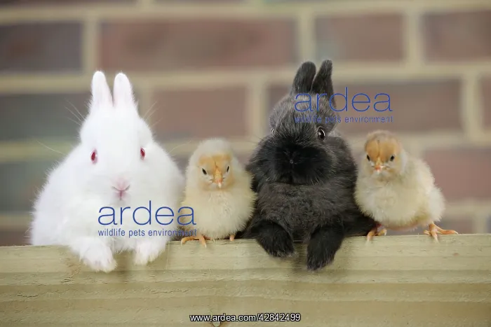  : RABBIT. Rabbits and chicks sitting together