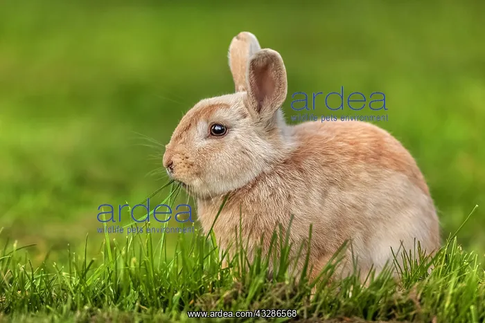 : rabbit - red rabbit sitting on a meadow feeding : rabbit - red rabbit sitting on a meadow feeding